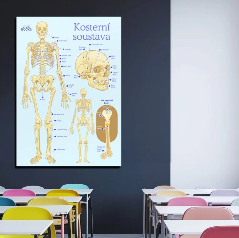 Nástěnný plakát - Kosterní soustava