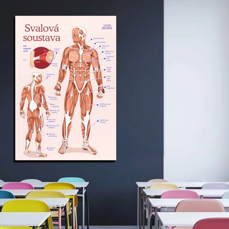 Nástěnný plakát - Svalová soustava