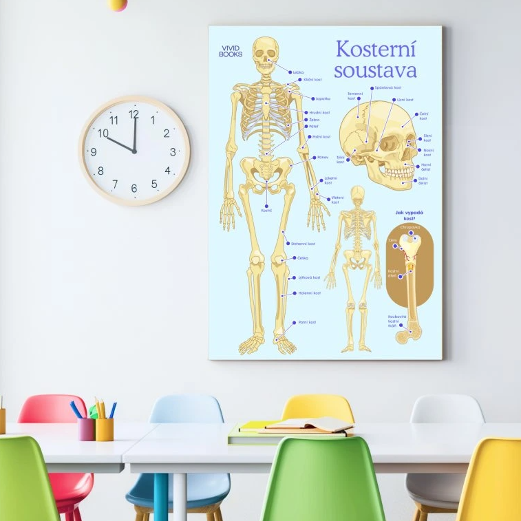 Nástěnný plakát - Kosterní soustava