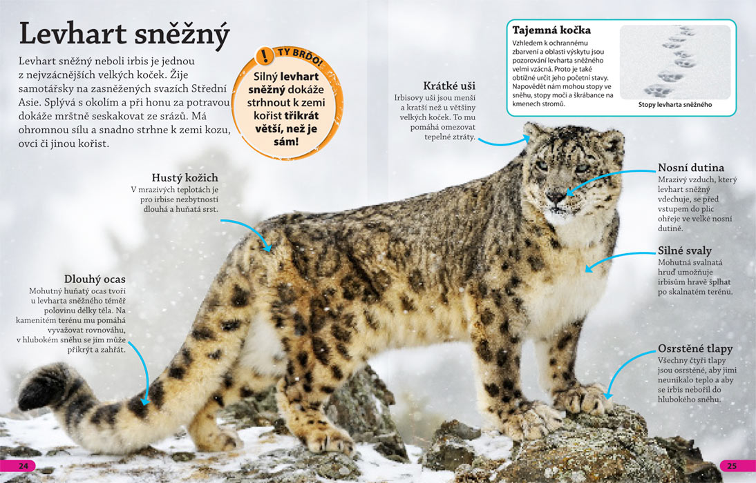 Objevuj! Velké kočky