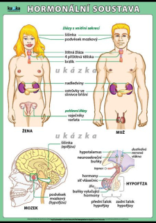 Hormonální soustava XXL - Kupka